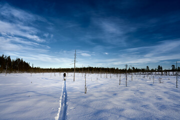 Hunting in Sweden. Winter hunt for capercaillie also called capercailzie or wood grouse. The hunter must move silently across the snow on skies and stop often a scout the land with binoculars. 