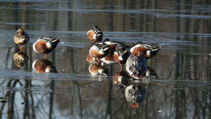 group of mainly shoveler ducks resting on frozen lake
