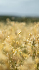 Fototapeta premium Field of wheat