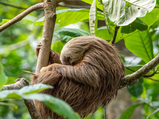 Fototapeta premium Faultier