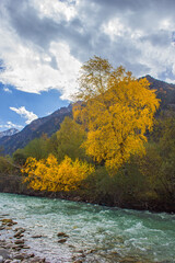 Birch trees on the bank of the Ullu-Kam river