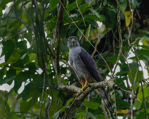A small hawk perched on a tree branch looking for prey