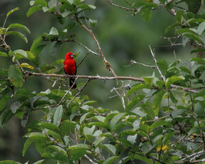 A bright red bird perched on a tree branch