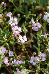 Pale pink small flowers of gypsophila repens creeping variety "baby's breath"