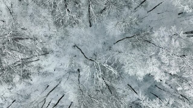 Aerial view on top the wintering leaf of that tree covered with snow. Panorama background. The winter fox stitch is the trace of wild creatures that live in the winter fox.