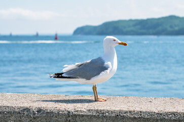 Fototapeta na wymiar Seagull on the wall against the background of the Baltic Sea in Gdynia