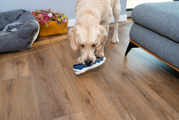 A young golden retriever stands on modern vinyl planks and bites a child slippers, visible sofa and...