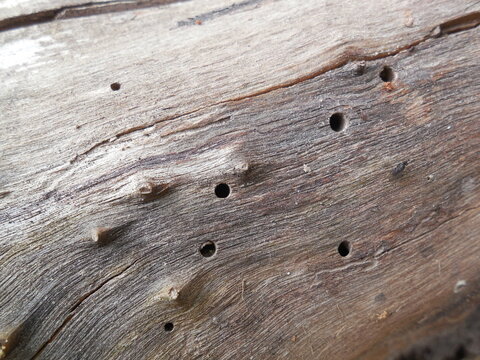 An old snag, on which round holes are clearly visible. These are moves made by tree pests, tree beetles (bark beetles, Scolytidae) and their larvae.