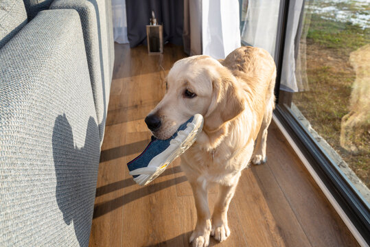A young golden retriever stands on modern vinyl planks and bites a child slippers, a visible sofa and a large terrace window.