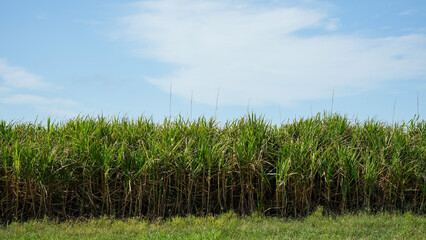 Sugar cane field and blue sky with clouds