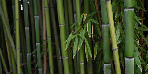 Banner size photo of bamboo plants in a garden as a background	