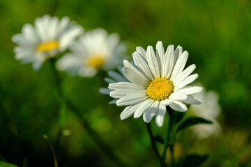 camomile flower with selective focus, spring summer concept