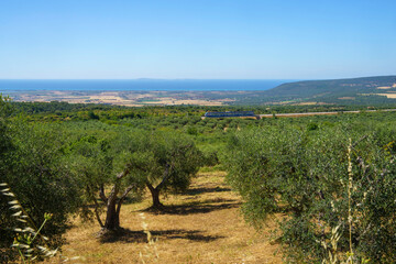 Rural landscape of Gargano, Apulia, Italy, in June