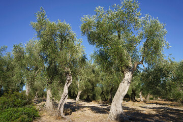 Rural landscape of Gargano, Apulia, Italy, in June