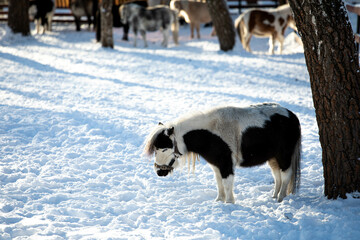 Fototapeta na wymiar Orshadi's beautiful little ponies are standing in a paddock in the snow. winter nature horses stable small horses in winter in special clothes. sunny day