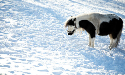 Orshadi's beautiful little ponies are standing in a paddock in the snow. winter nature horses...