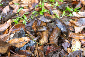 The dark brown mushroom grows in the longan garden. edible mushrooms are not poisonous Although the color of the mushroom is not appetizing. The name of the  bolete mushroom