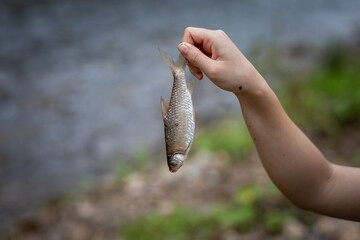 fish in the hand of a village woman Leave space for text Natural fish that live in the rivers of Asian fish in Thailand. steadily decreasing