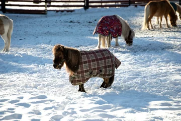 Foto op Plexiglas Orshadi's beautiful little ponies are standing in a paddock in the snow. winter nature horses stable small horses in winter in special clothes. sunny day © Сергей Мешков
