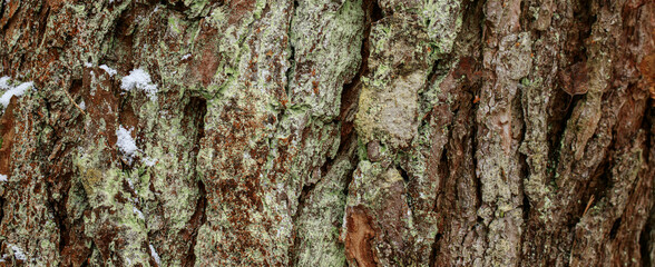 Closeup texture of tree bark with little snow. Pattern of natural tree bark background. Rough surface of trunk. Green moss and lichen on natural wood. Nature concept