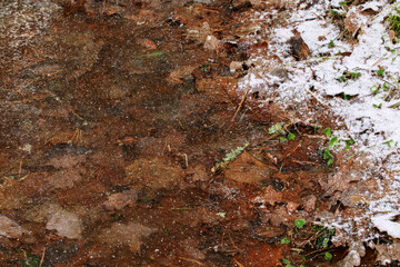 Frozen swamp in winter with plants, fallen trees and autumn leaves in frozen water in wetland environment.  Unusual orange surface from autumn leaves. Nature concept