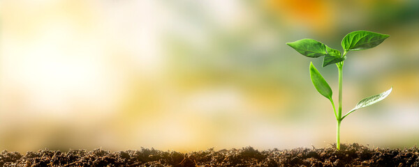 a Green seedling growing on the ground in spring