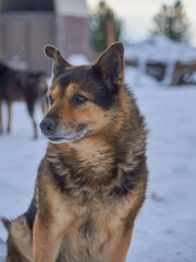 An elderly mongrel stray dog on white snow.