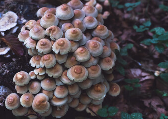 Top down view of a cluster of small mushrooms growing on a forest floor in autumn. Close up image with shallow depth of field.
