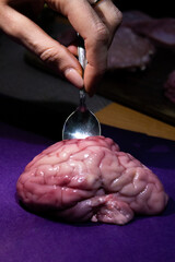 The girl's hand with a small teaspoon touches the raw bloody brain. Raw brain on a dark purple...