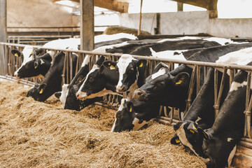 Kühe im Stall Fütterung