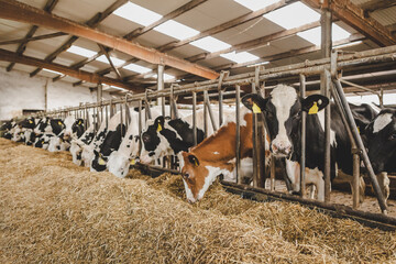 Kühe im Stall Fütterung