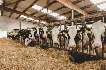 Kühe im Stall, Fütterung