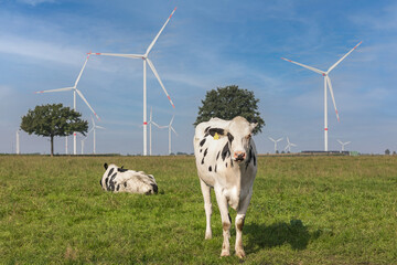 Kühe auf der Weide Windräder im Hintergrund