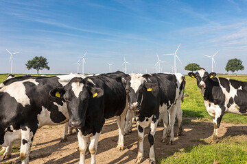 Kühe auf der Weide Windräder im Hintergrund