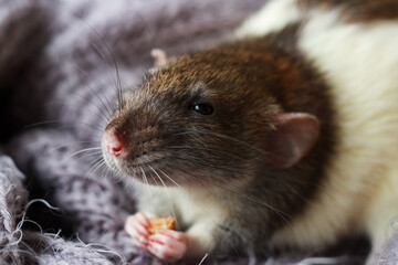A white-brown pet rat close-up has food in its paws against a grey background