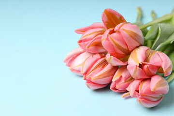 Pink tulips on blue background, space for text