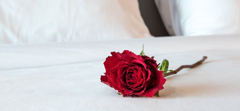 Romantic red rose on white cotton sheets of a hotel bed.