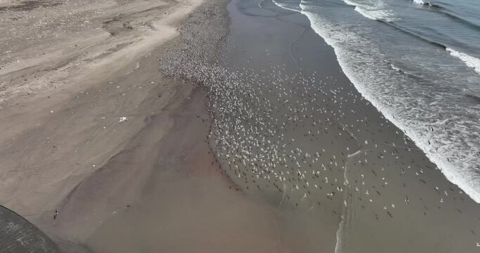 
Birds flying over Ventanilla beach, days after the La Pampilla oil spill in January 2022
