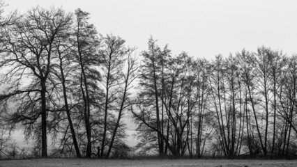 Silhouettes of trees on a foggy winter morning