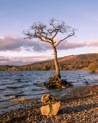 Fototapeta premium Evening light on a lone tree at Milarrochy Bay on the banks of Loch Lomond, Scotland