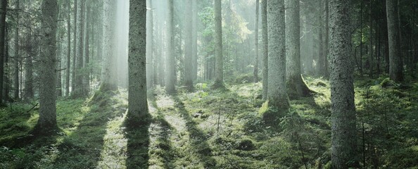 Majestic evergreen forest at sunrise. Mighty pine trees, moss, green plants. Morning fog, pure sunlight, sunbeams. Dark atmospheric landscape. Nature, seasons, summer. Fairytale, fantasy concepts - obrazy, fototapety, plakaty