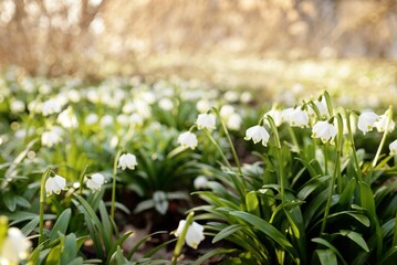 Blooming Leucojum aestivum (summer snowflake) flowers in a park, close-up. Early spring. Symbol of...