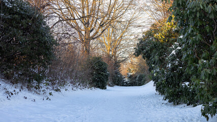 Snowy alley in the park with evergreen bushes and bald trees