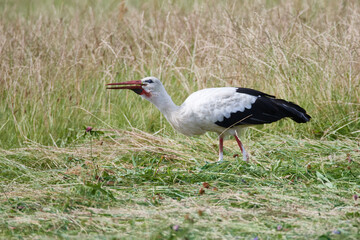 Weißstorch bei der Futtersuche