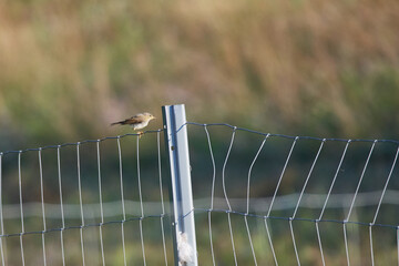 Grauschnäpper (Muscicapa striata)	