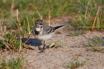 Juvenile Bachstelze an einem Fluss in Brandenburg	