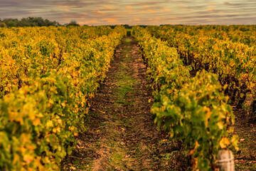 Obraz premium French Vineyards Sunset