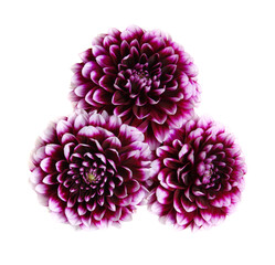  flower isolated on white