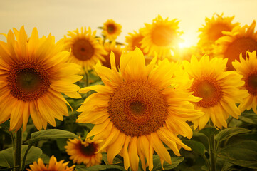 Obraz premium sunflowers and sun
