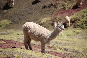 Fototapeta premium Alpaca